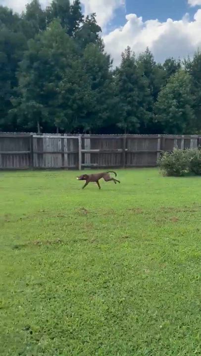 Enlarge Radar, a Adoptable mixed breed in Clayton, NC video 5/6