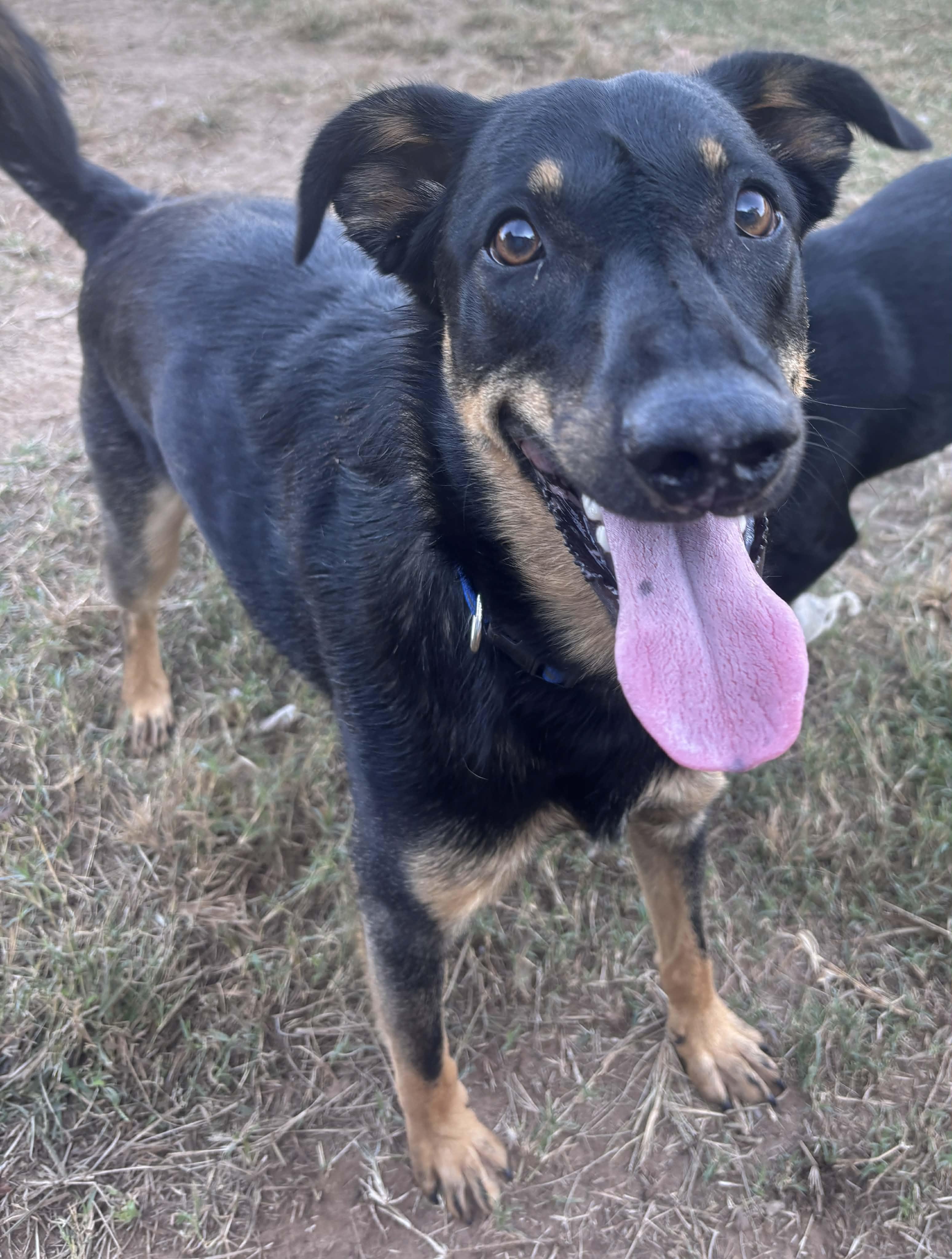 Boone, Adoptable, Young Male Mixed Breed.