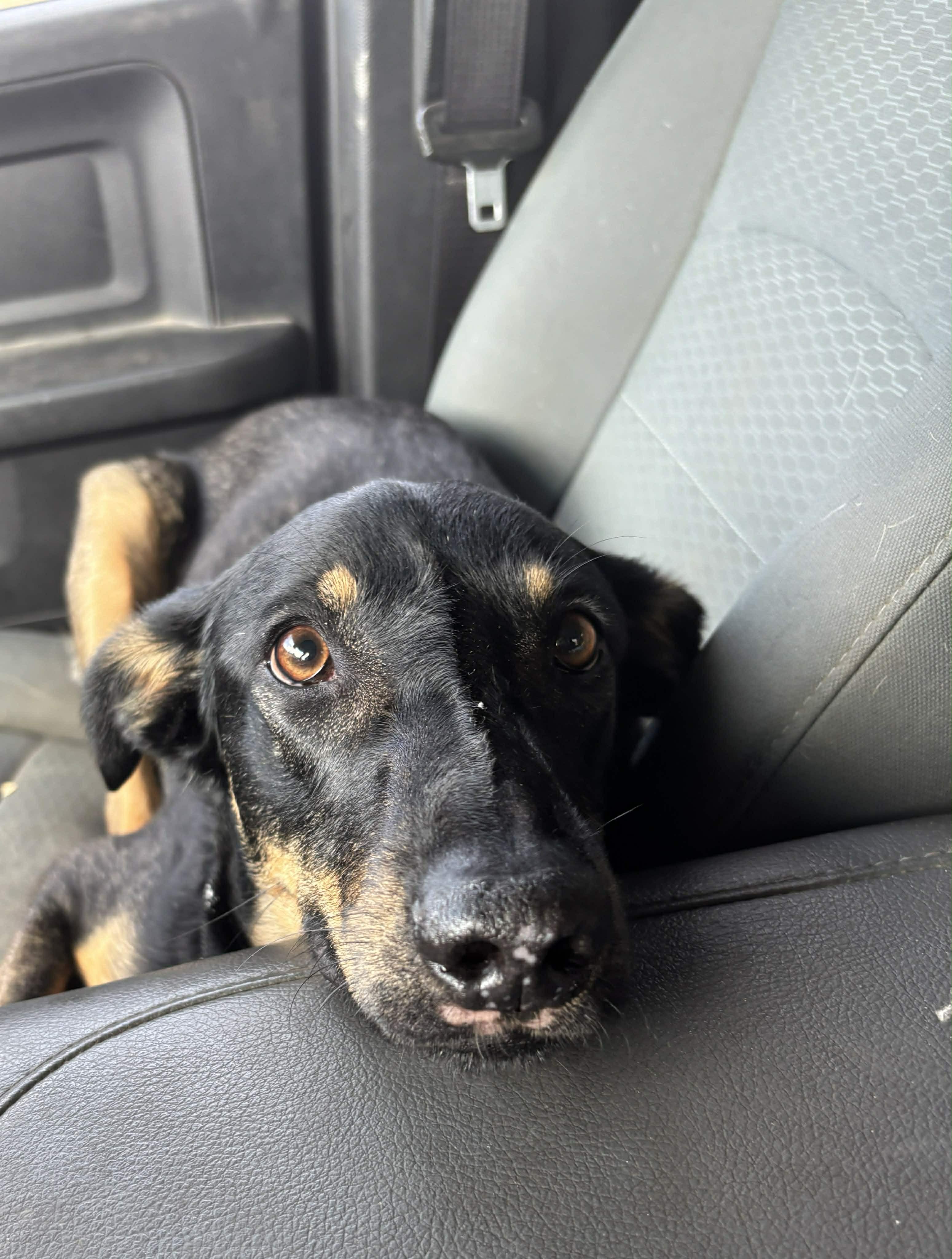 Enlarge Boone, a Adoptable mixed breed in Okemah, OK image 2/6