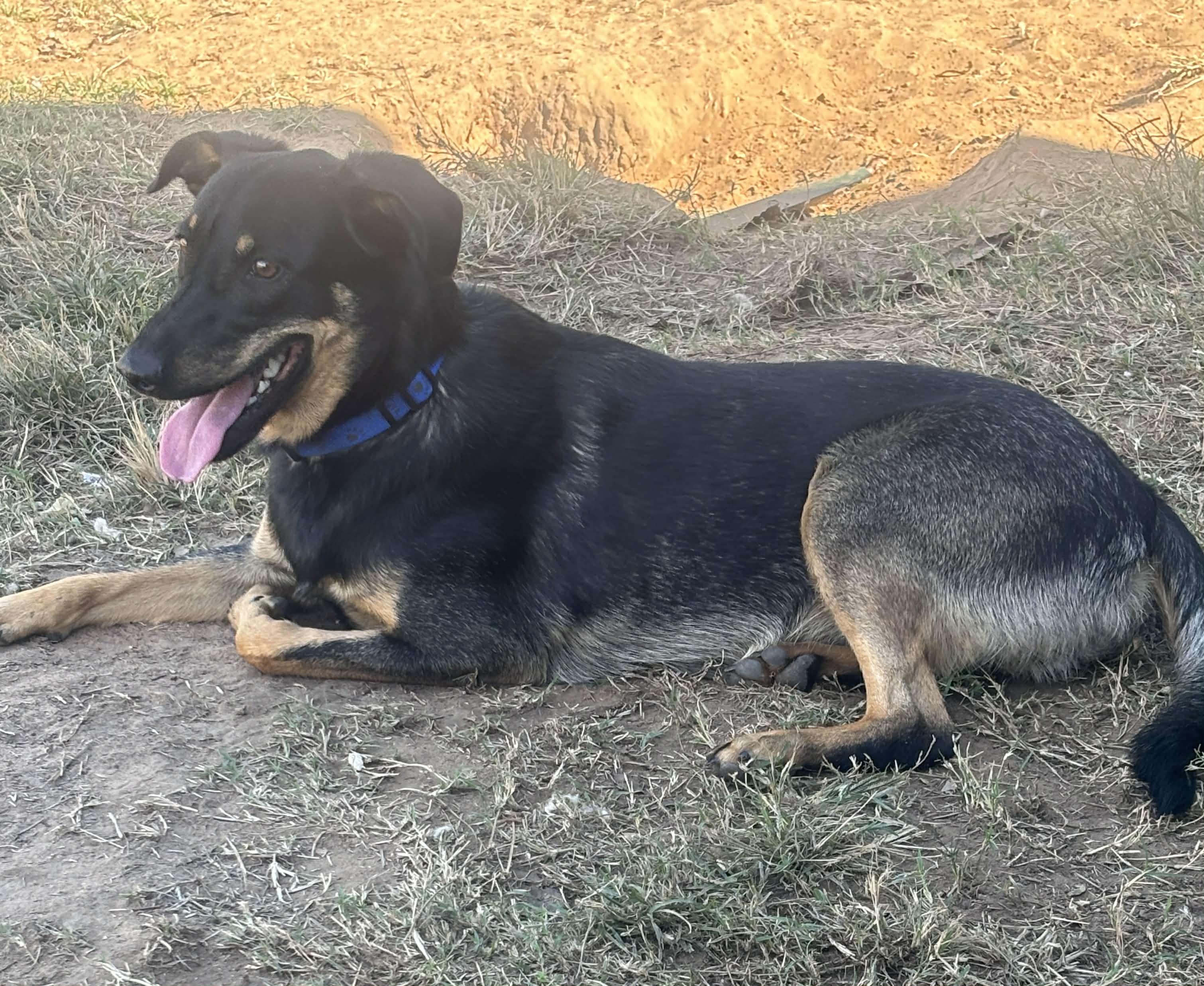 Boone, a Adoptable mixed breed in Okemah, OK image 2/6
