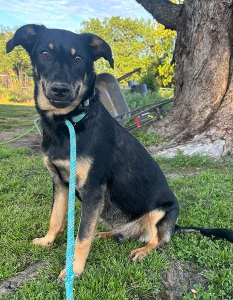 Boone, a Adoptable mixed breed in Okemah, OK image 4/6