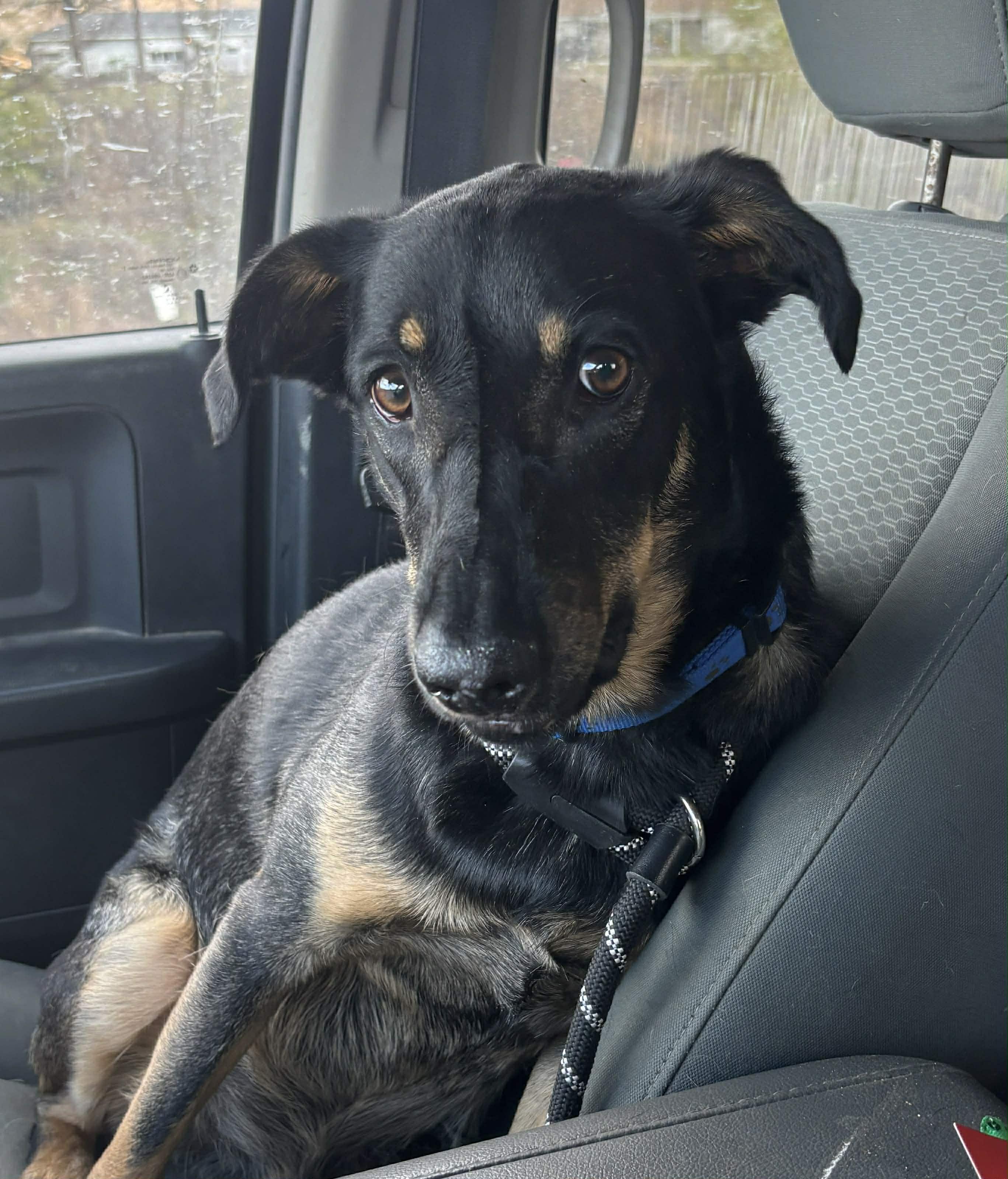 Enlarge Boone, a Adoptable mixed breed in Okemah, OK image 5/6