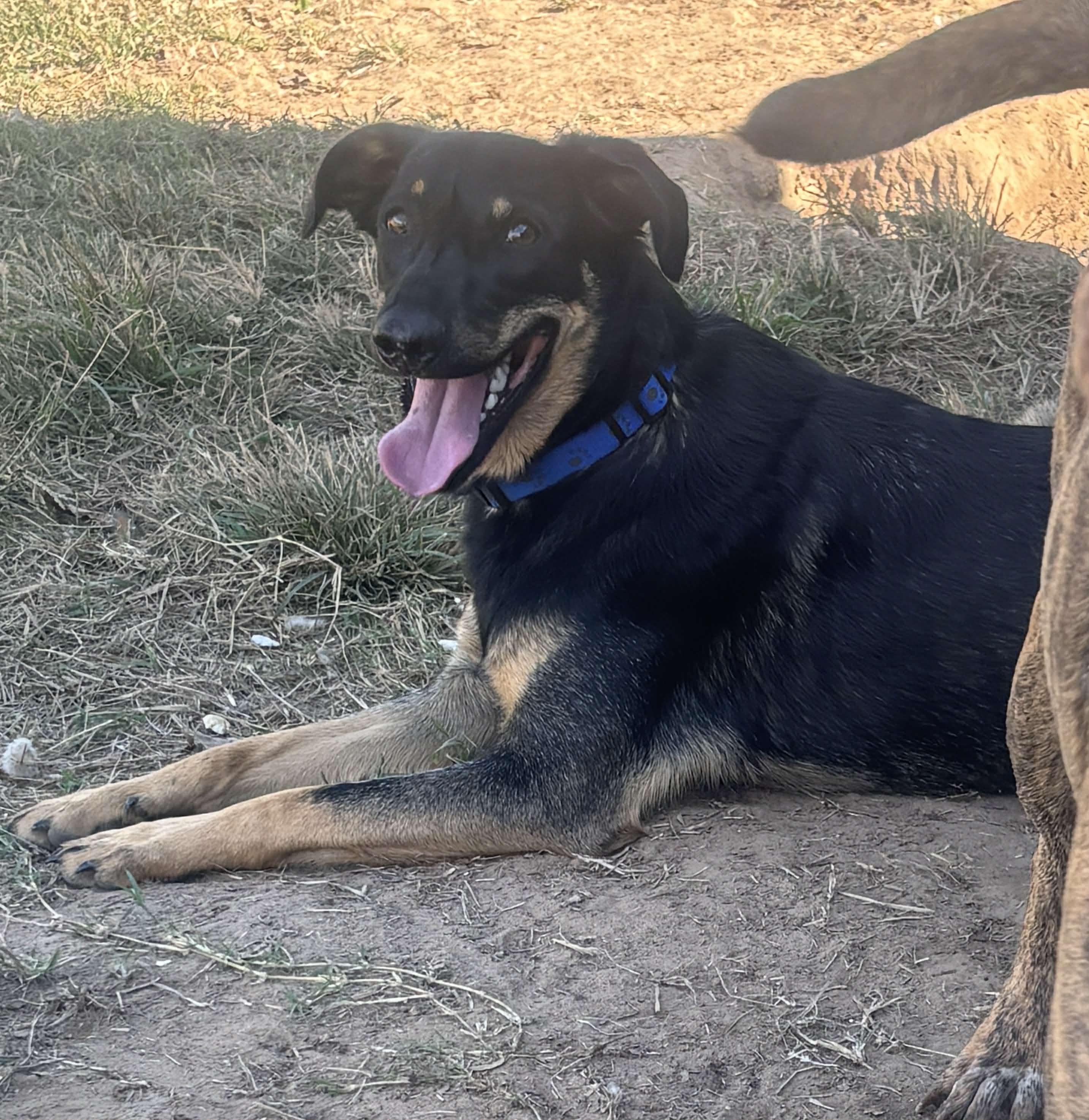 Boone, a Adoptable mixed breed in Okemah, OK image 3/6