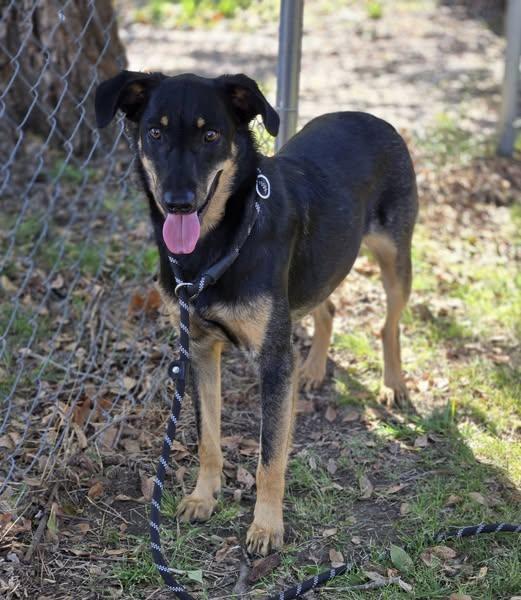 Boone, Adoptable, Young Male Mixed Breed.