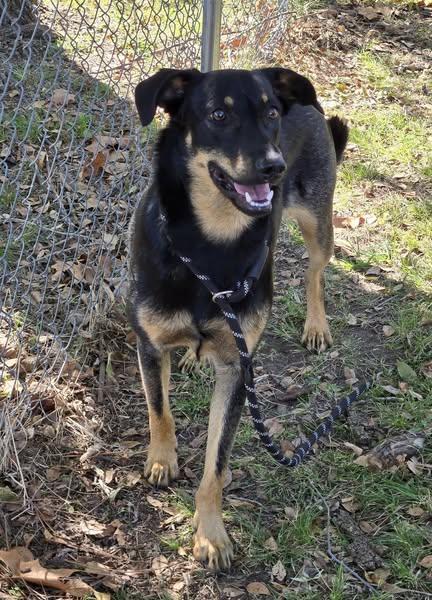 Boone, a Adoptable mixed breed in Okemah, OK image 6/6