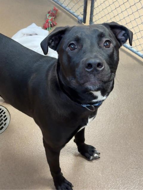 BELLA, Adoptable, Young Female Pit Bull Terrier & Mixed Breed.