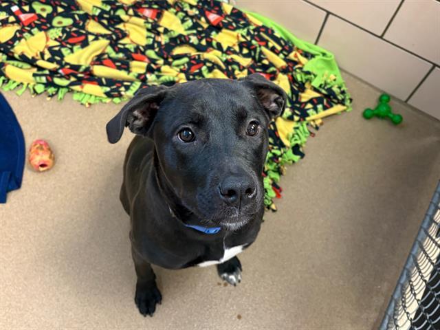 Enlarge BELLA, a Adoptable mixed breed in Fort Wayne, IN image 1/1