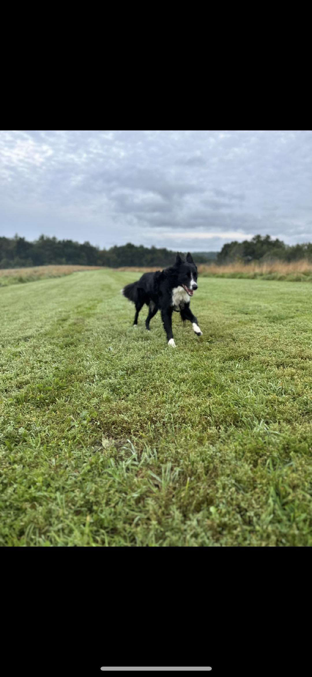 Enlarge JACK - COURTESY LISTING, a ADOPTABLE mixed breed in Dunn , NC image 3/5