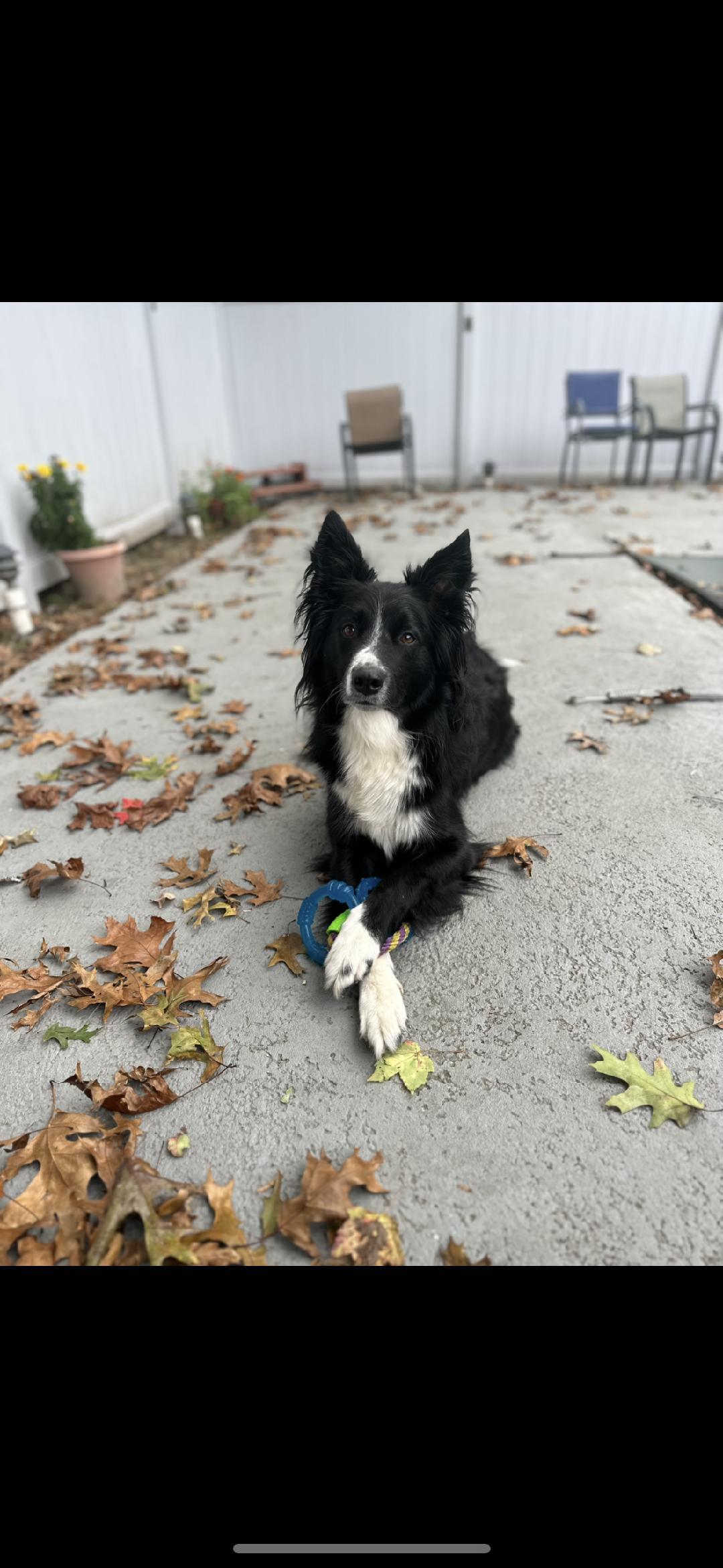 JACK - COURTESY LISTING, ADOPTABLE, Adult Male Border Collie.