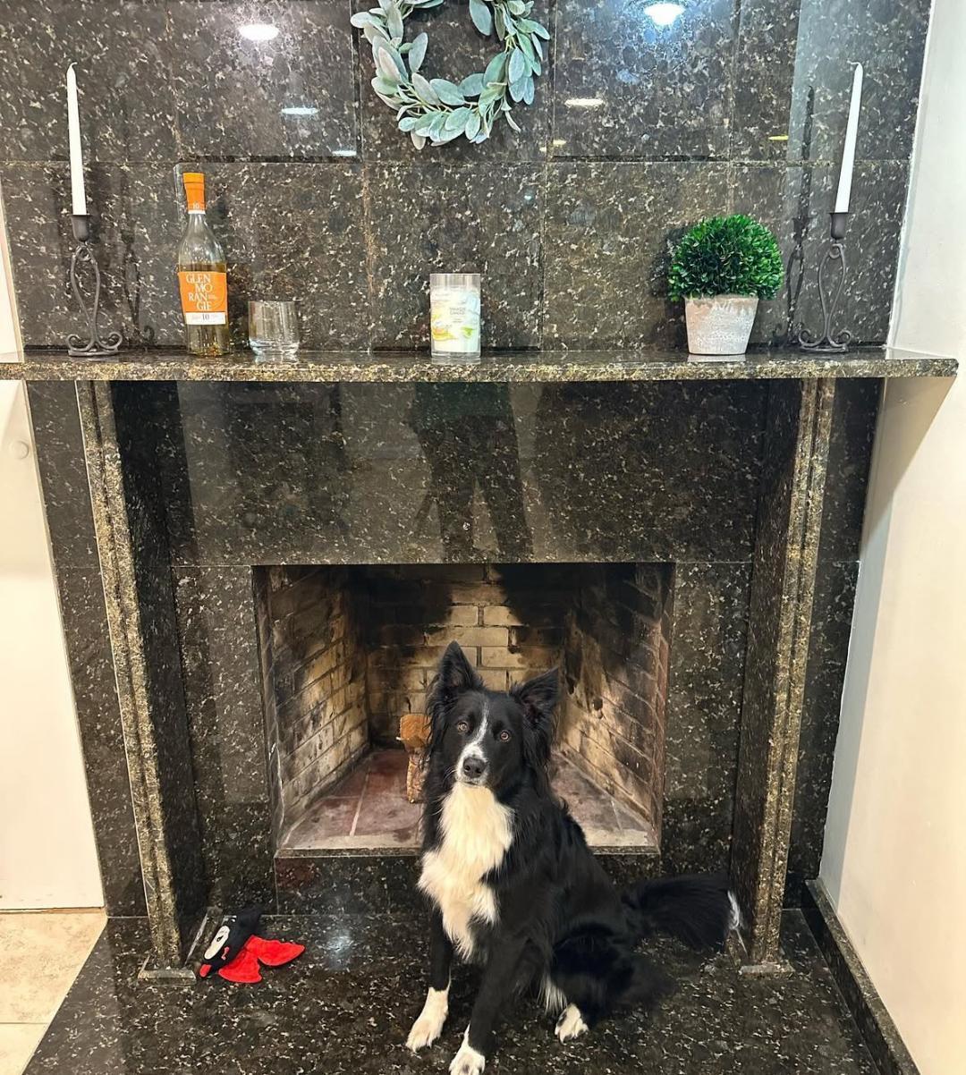 Enlarge JACK - COURTESY LISTING, a ADOPTABLE mixed breed in Dunn , NC image 4/5