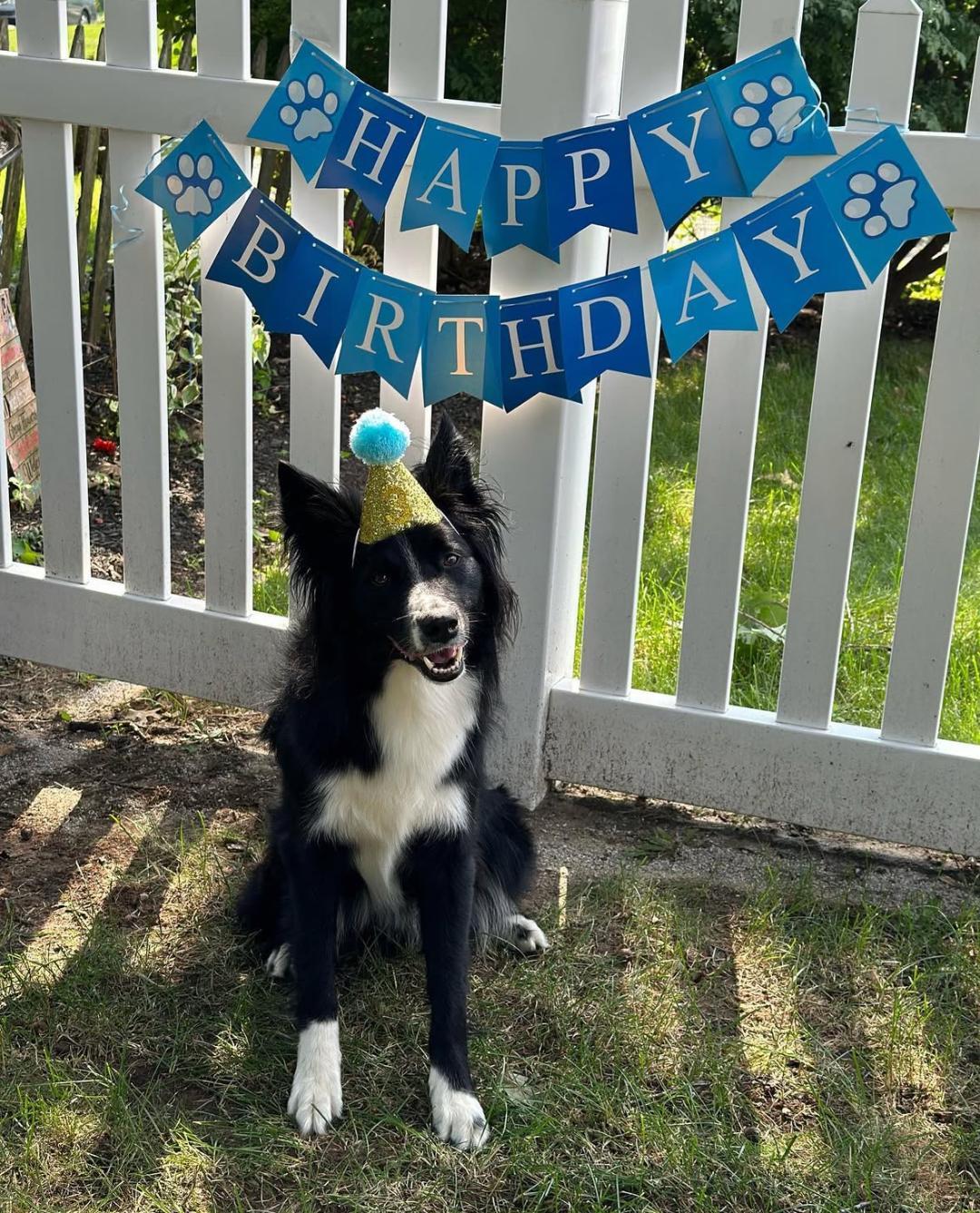 Enlarge JACK - COURTESY LISTING, a ADOPTABLE mixed breed in Dunn , NC image 2/5