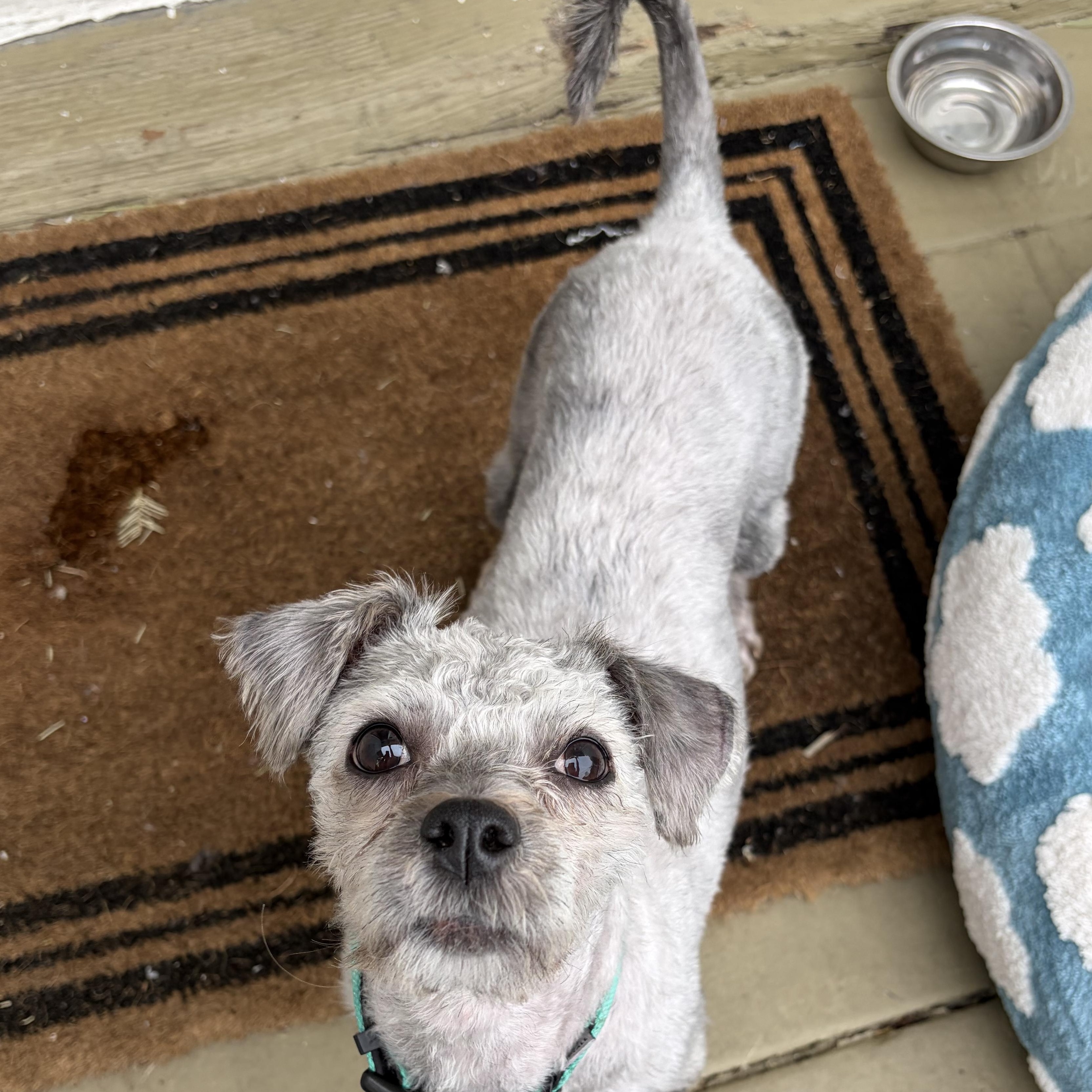 Enlarge Pippi, a ADOPTABLE mixed breed in Sun Valley, CA image 3/6