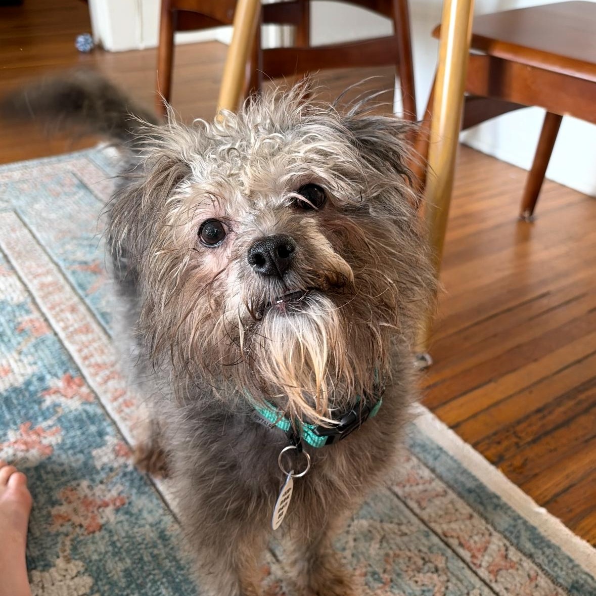 Pippi, ADOPTABLE, Young Female Maltese & Havanese.