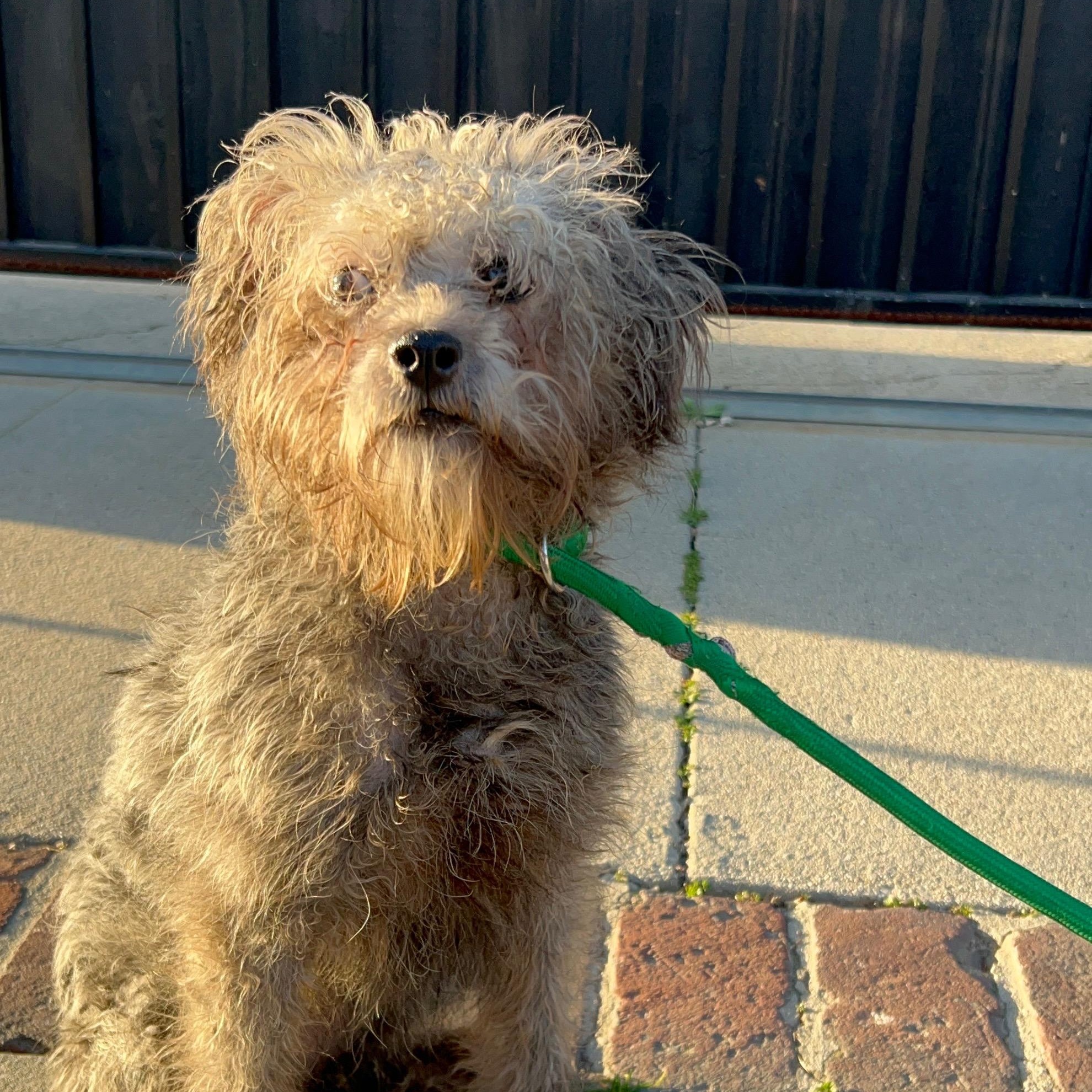 Enlarge Pippi, a ADOPTABLE mixed breed in Sun Valley, CA image 5/6