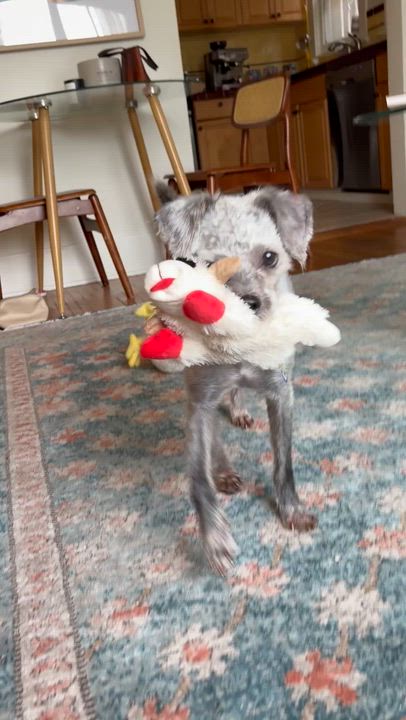 Enlarge Pippi, a ADOPTABLE mixed breed in Sun Valley, CA video 6/6