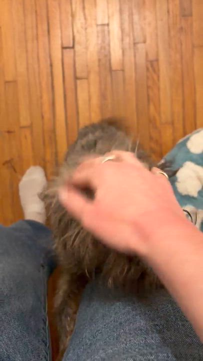 Enlarge Pippi, a ADOPTABLE mixed breed in Sun Valley, CA video 4/6