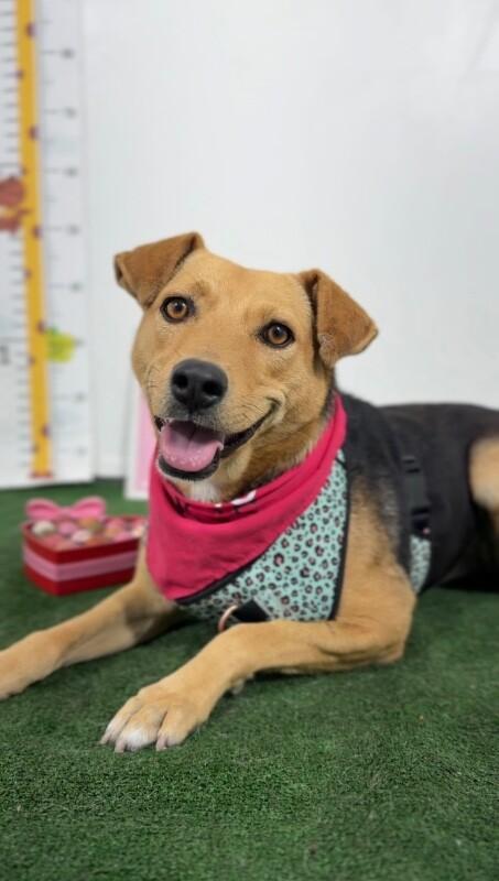 Enlarge Belinda-One of our Amazing Rescue Dogs, a Adoptable mixed breed in Campbell, CA image 1/1