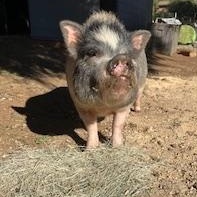 Franklin, Adoptable, Young Male Pot Bellied & Vietnamese Pot Bellied.