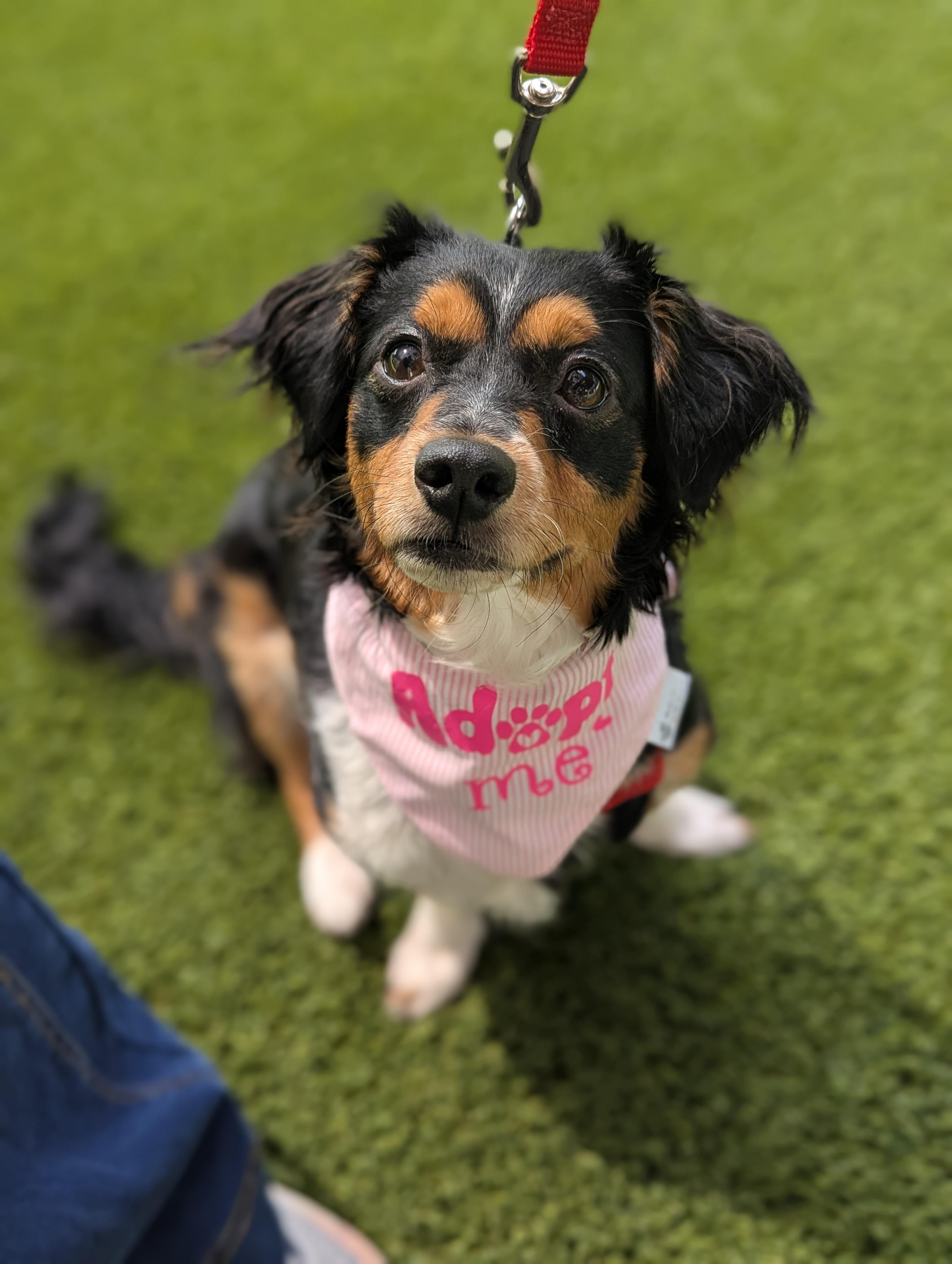Enlarge Maggie May, an adopted mixed breed in Spring, TX image 1/4