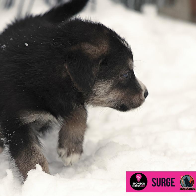 Enlarge Surge, a Adoptable Mixed Breed in Calgary, AB image 1/6