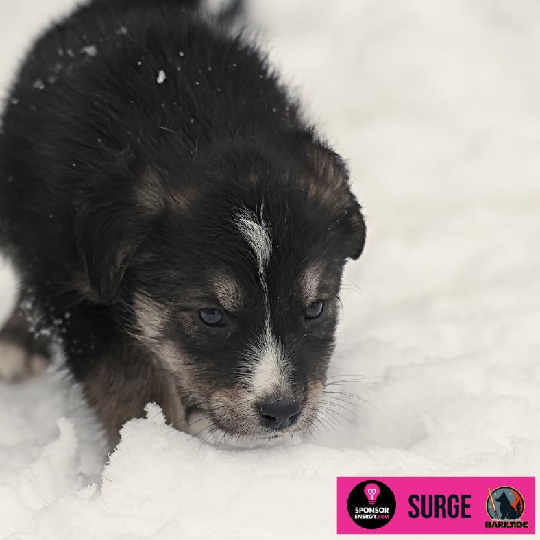 Enlarge Surge, a Adoptable Mixed Breed in Calgary, AB image 2/6