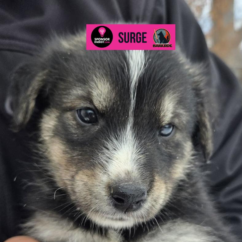 Enlarge Surge, a Adoptable Mixed Breed in Calgary, AB image 3/6