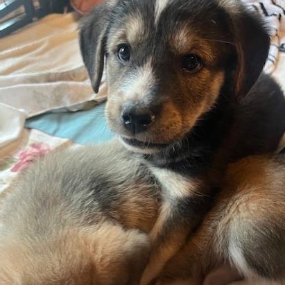 Enlarge Surge, a Adoptable Mixed Breed in Calgary, AB image 4/6
