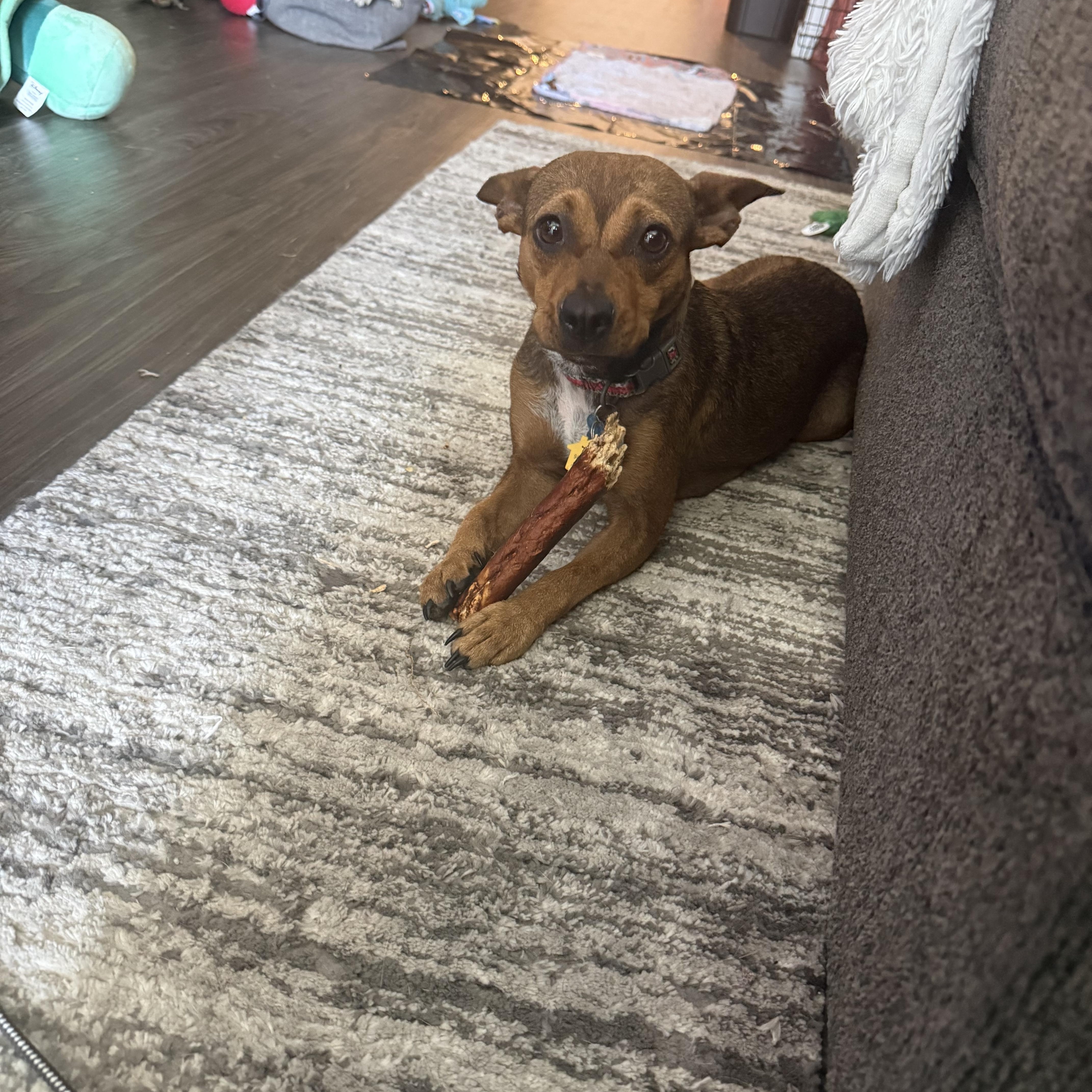 Enlarge Lottie, a Adopted mixed breed in Claremont, CA image 5/6