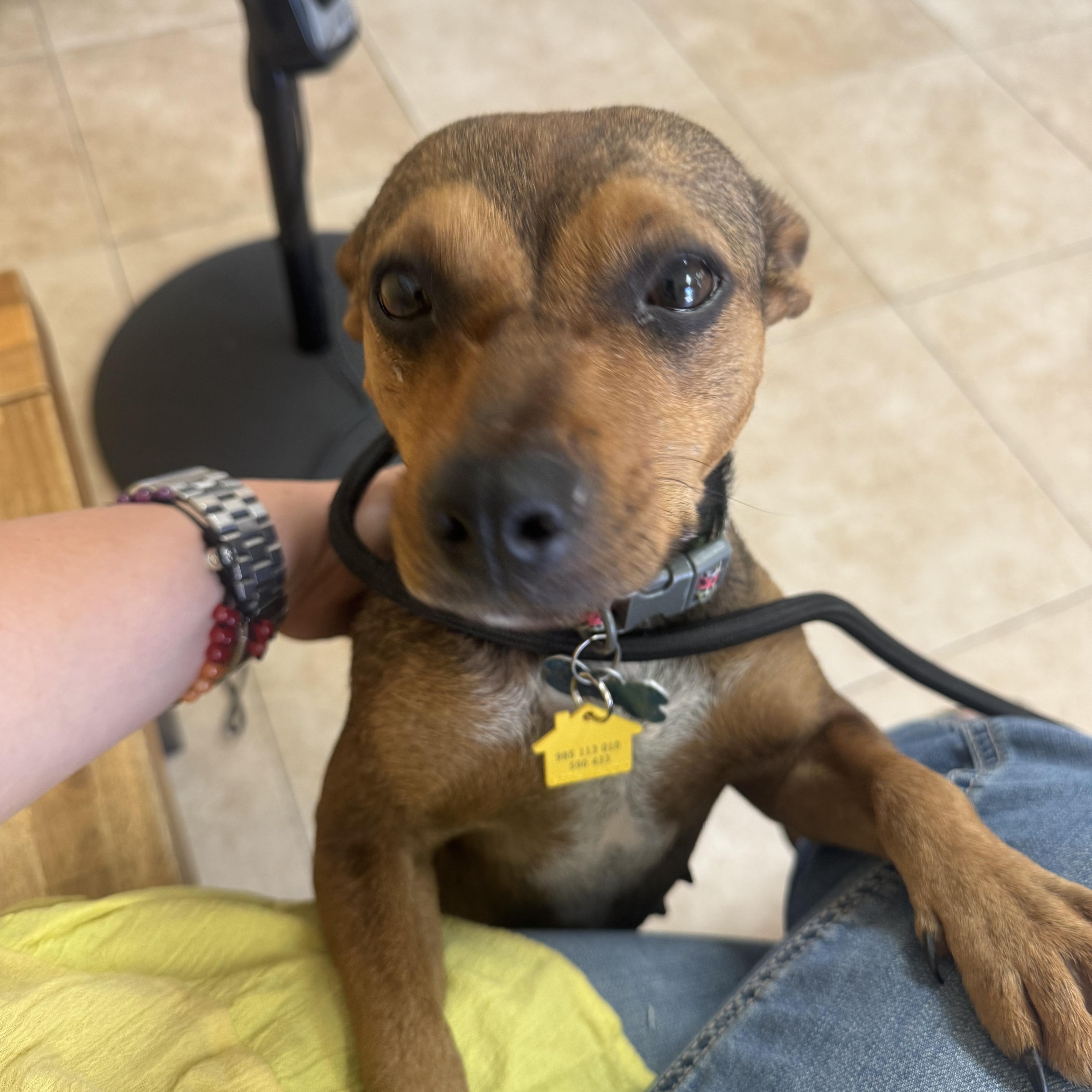 Enlarge Lottie, a Adopted mixed breed in Claremont, CA image 4/6