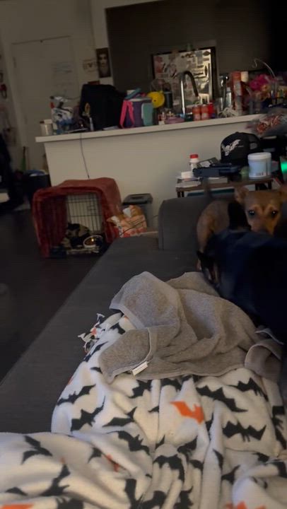 Enlarge Lottie, a Adopted mixed breed in Claremont, CA video 6/6