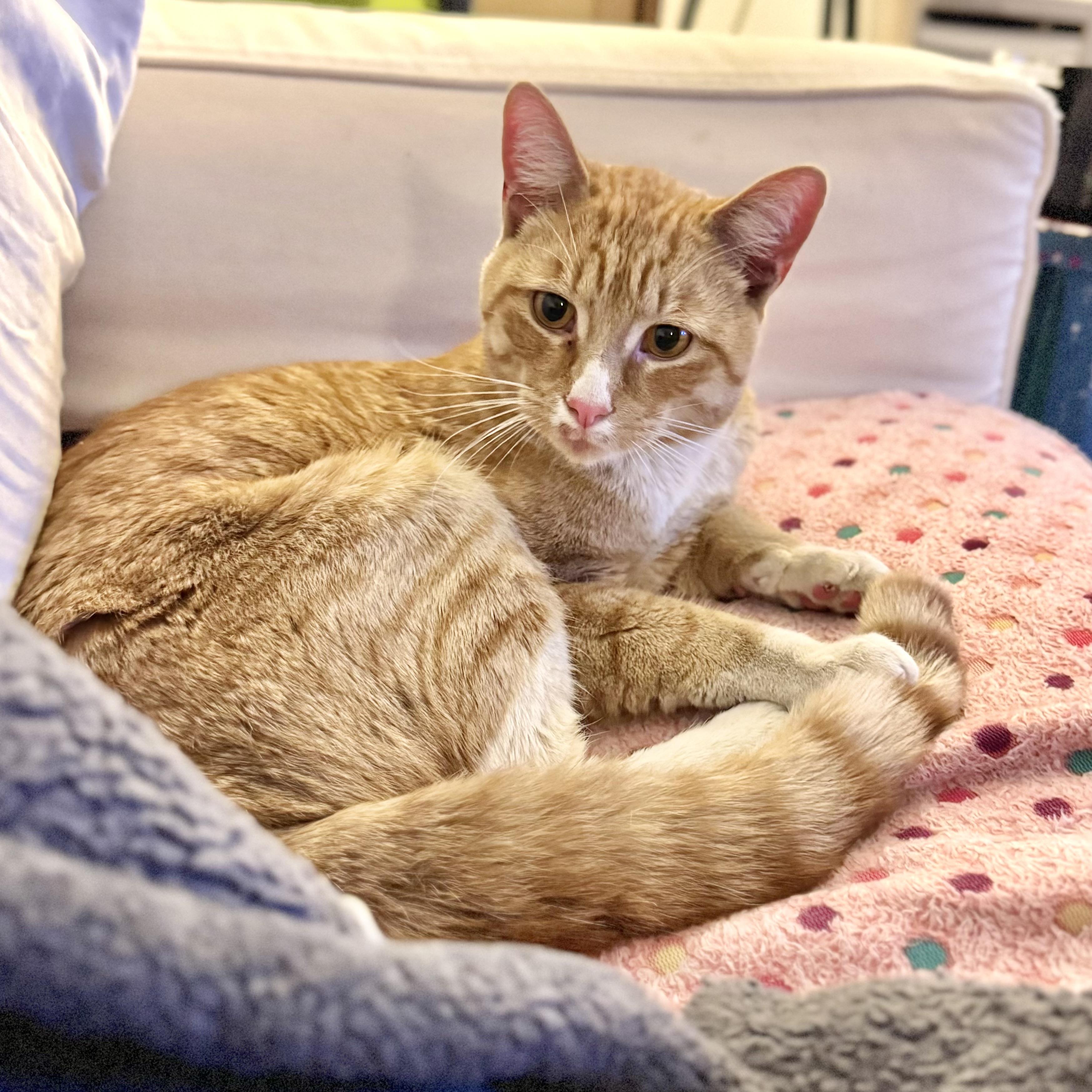 Enlarge Brooklyn Bridge, an adopted mixed breed in Woodstock, NY image 3/6