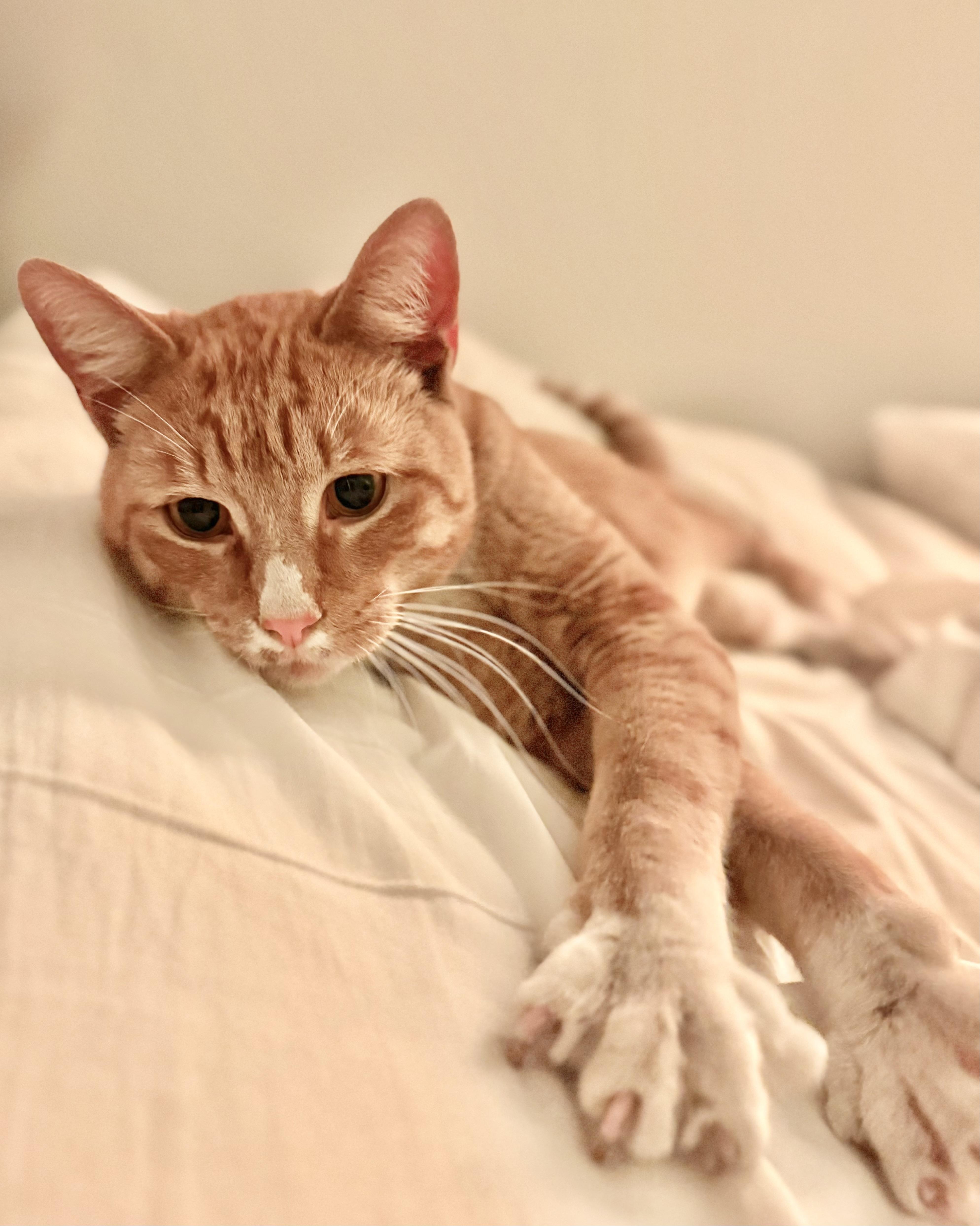 Enlarge Brooklyn Bridge, an adopted mixed breed in Woodstock, NY image 4/6