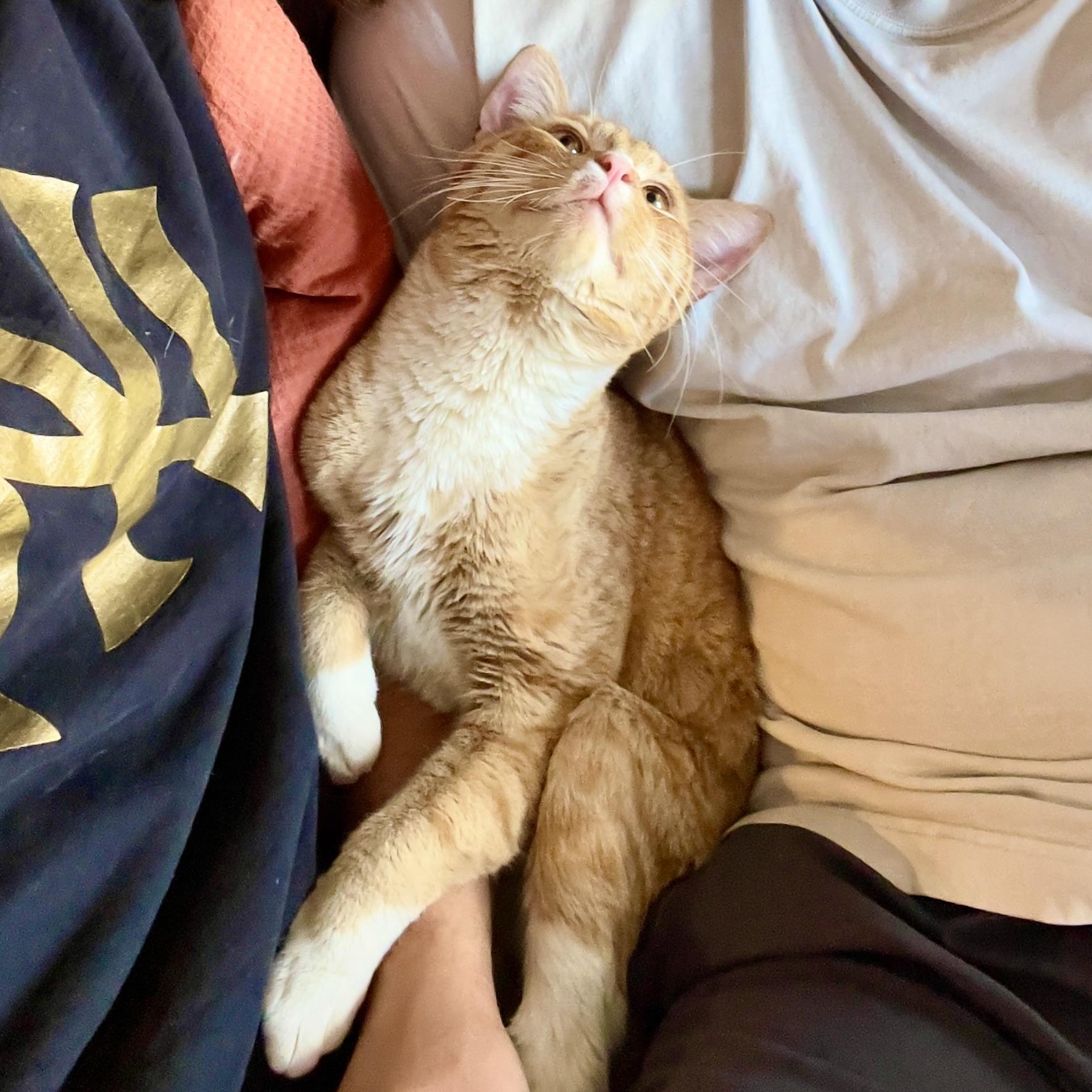 Enlarge Brooklyn Bridge, an adopted mixed breed in Woodstock, NY image 5/6