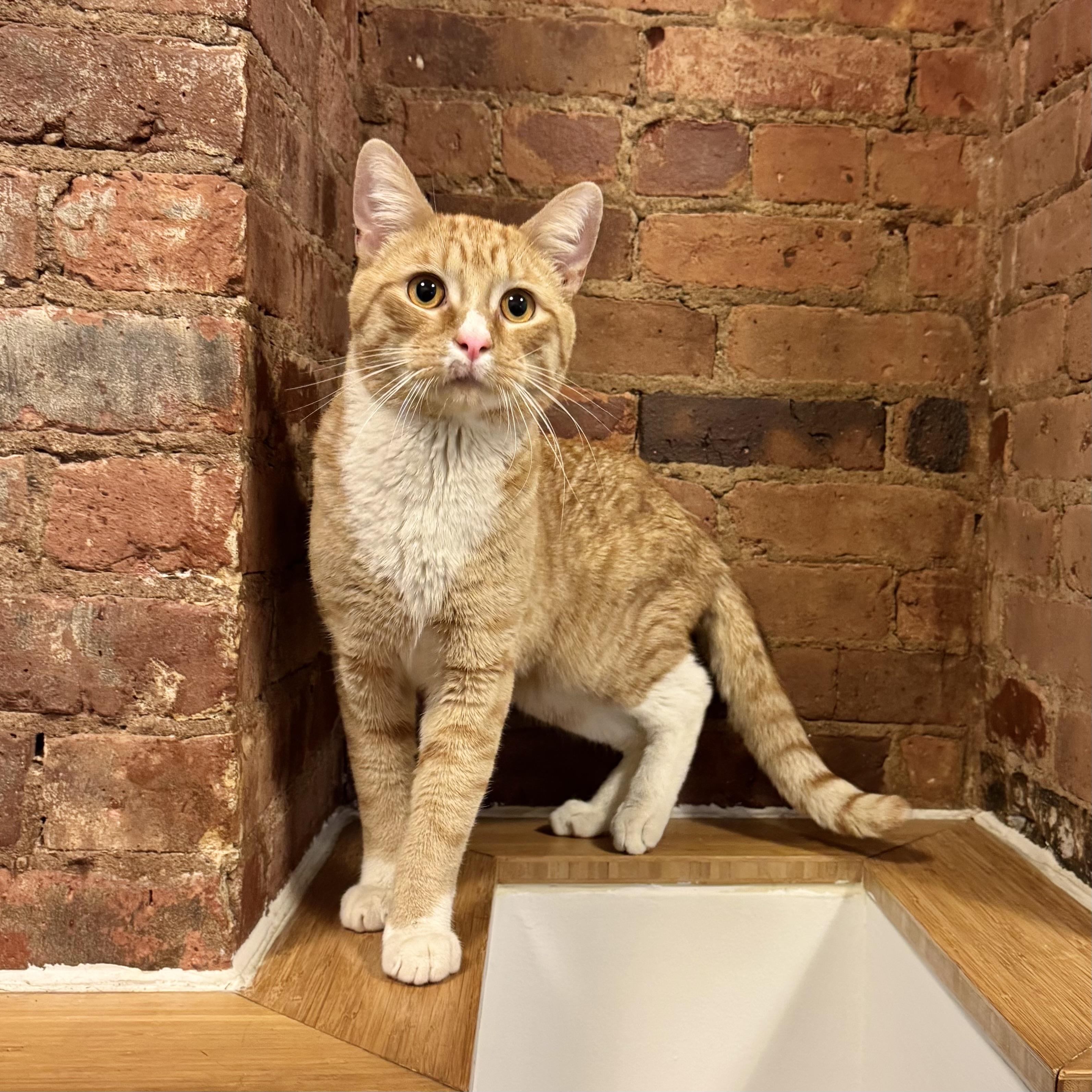 Enlarge Brooklyn Bridge, an adopted mixed breed in Woodstock, NY image 2/6