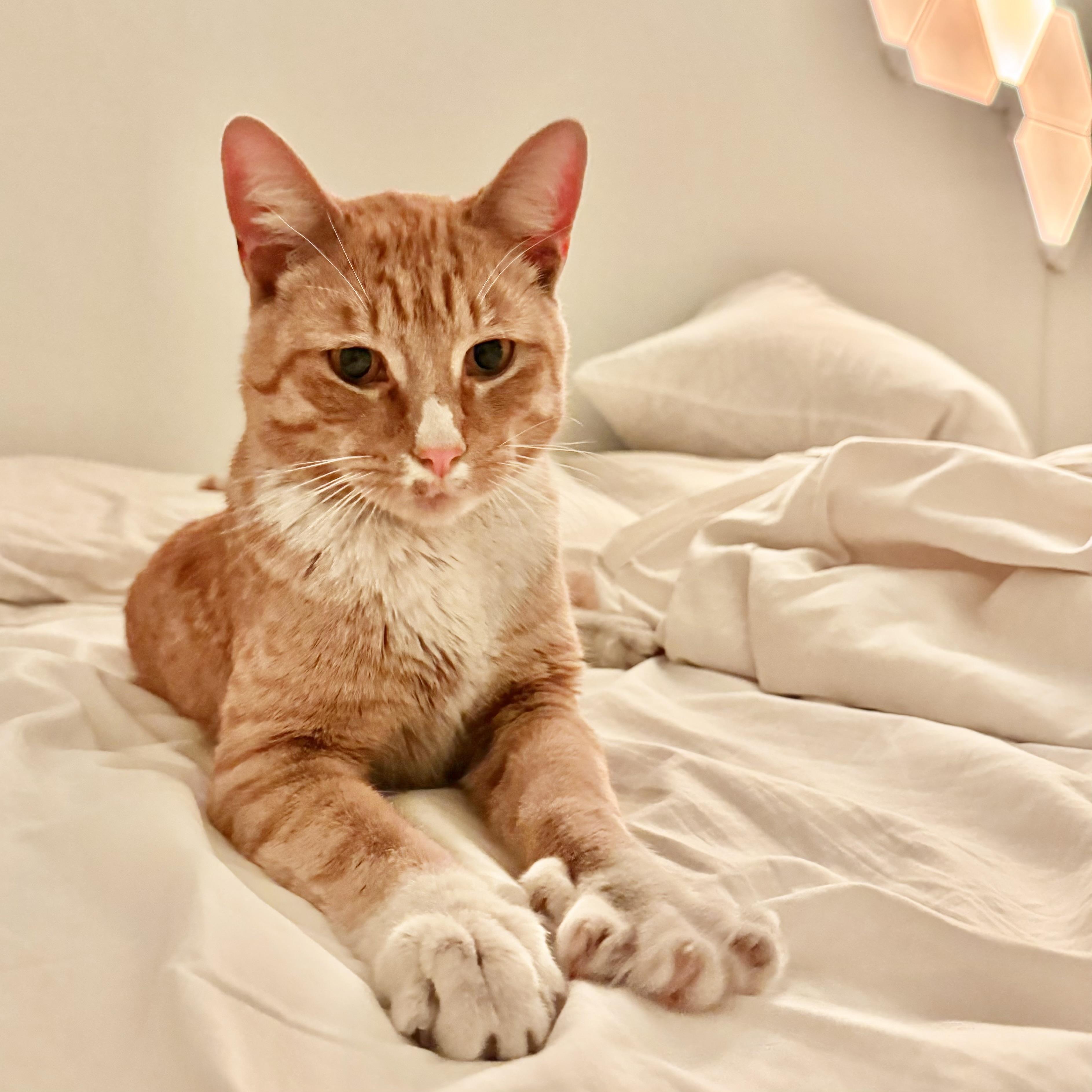 Brooklyn Bridge, adopted, Adult Male Domestic Short Hair.