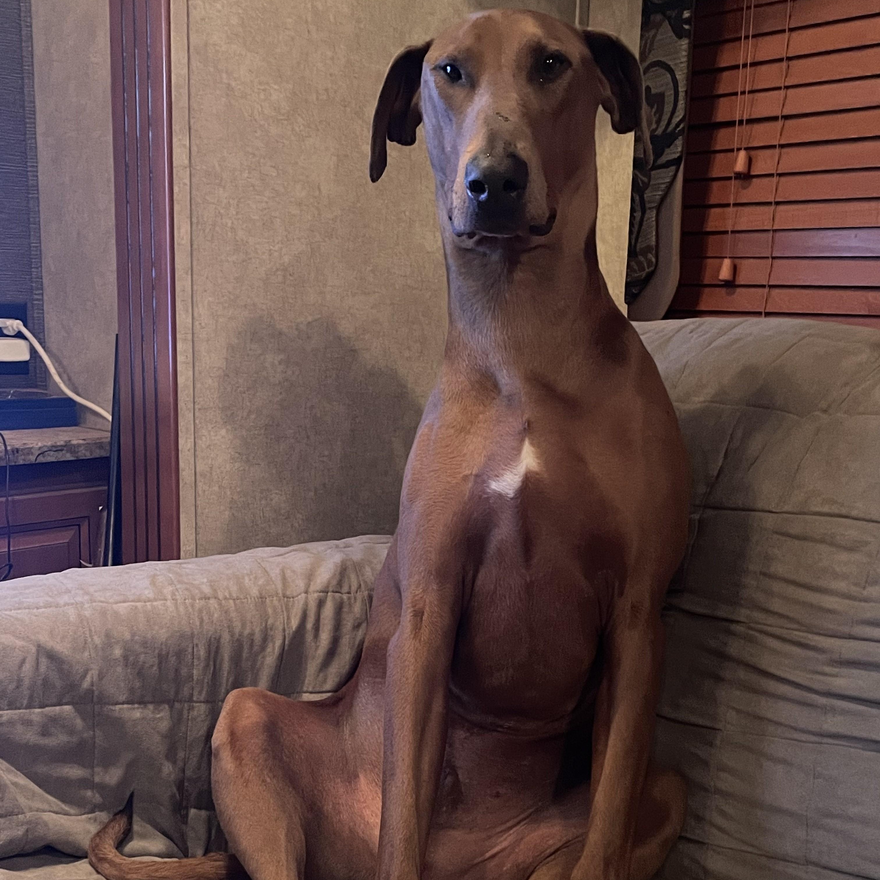 Moose - Courtesy Post