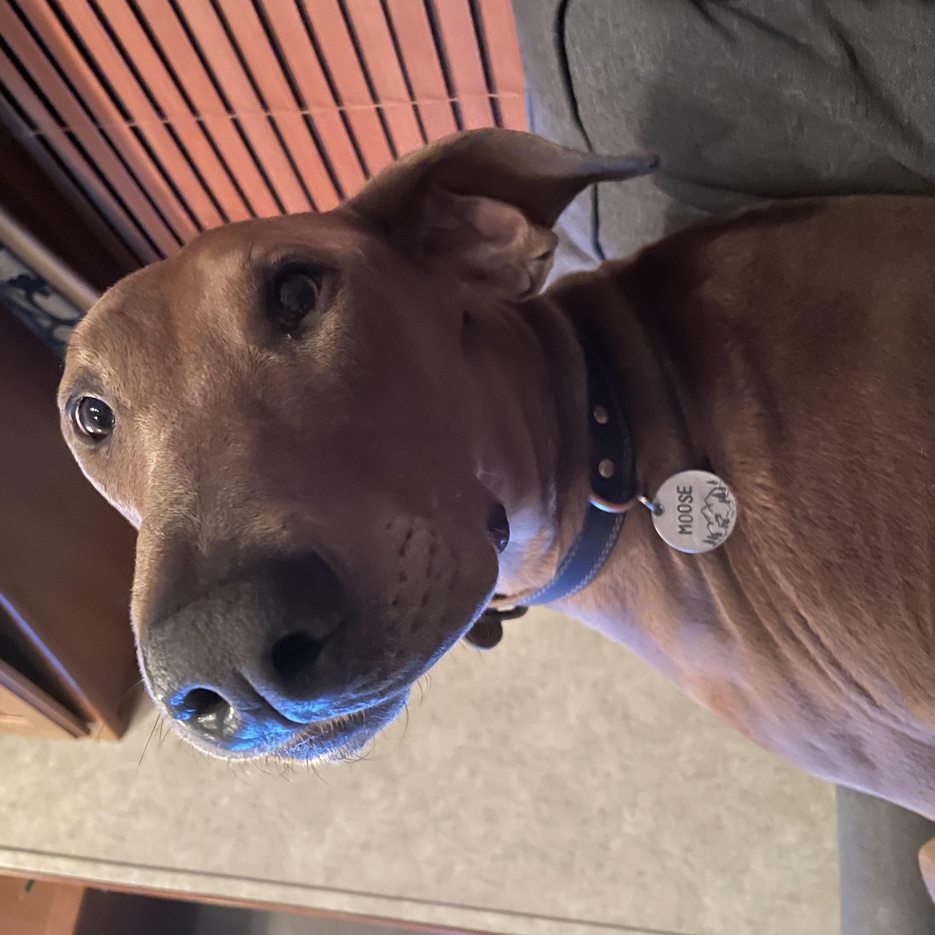 Moose - Courtesy Post