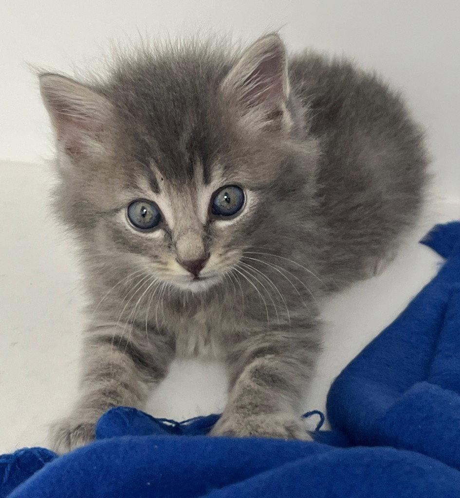 26-199 Electrical Outlet, Adoptable, Kitten Male Domestic Short Hair.