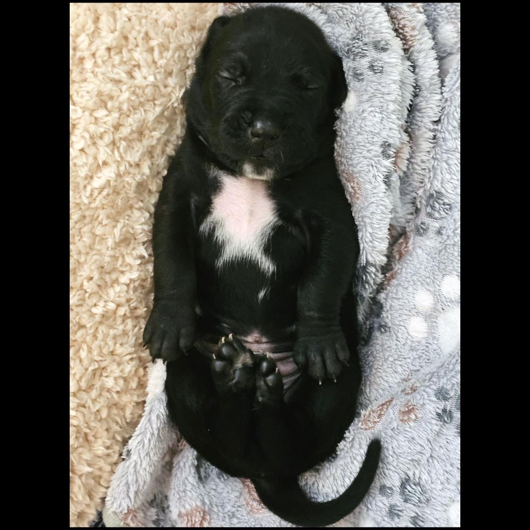 Orion, an adopted mixed breed in Atlanta, GA image 2/2