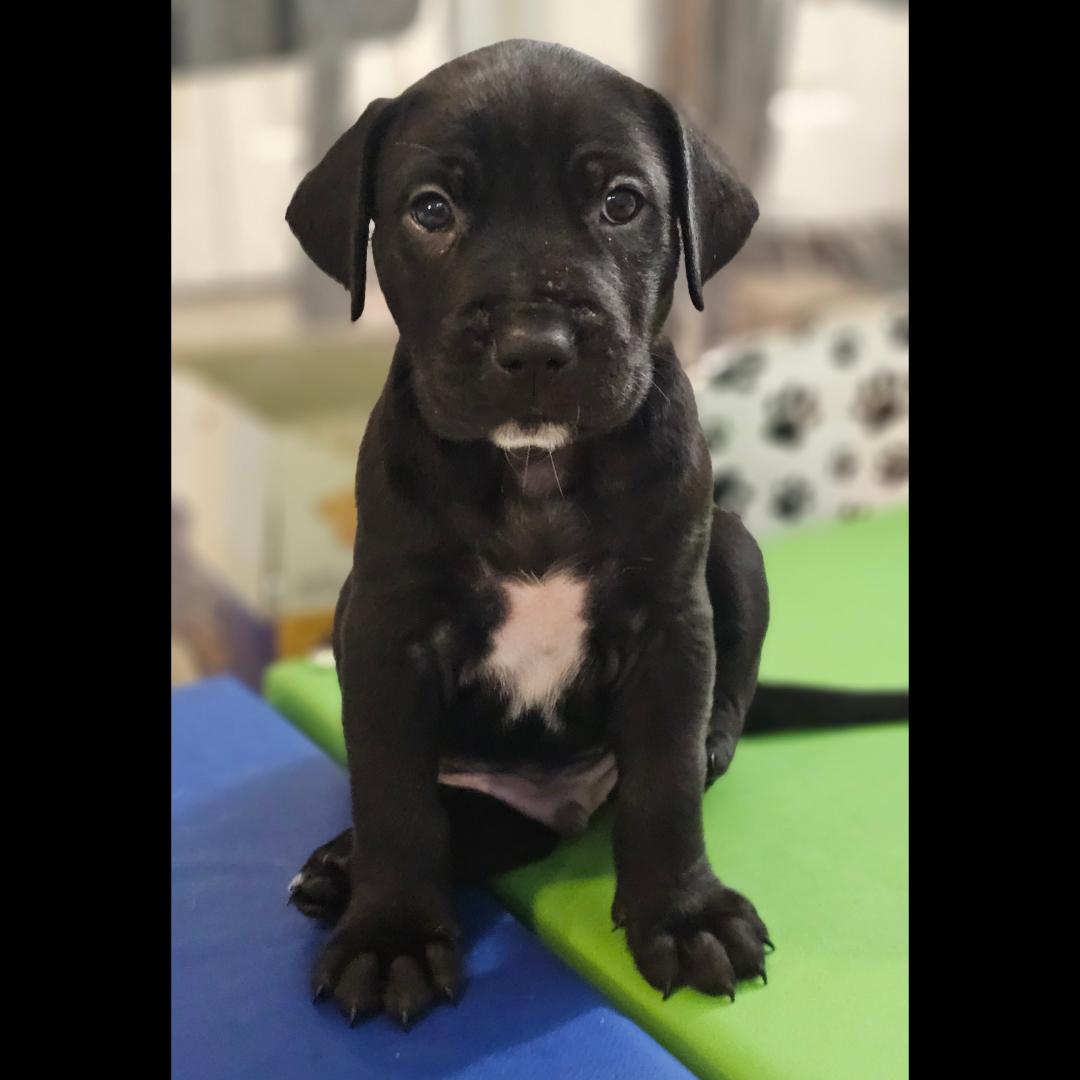 Orion, an adopted mixed breed in Atlanta, GA image 1/2