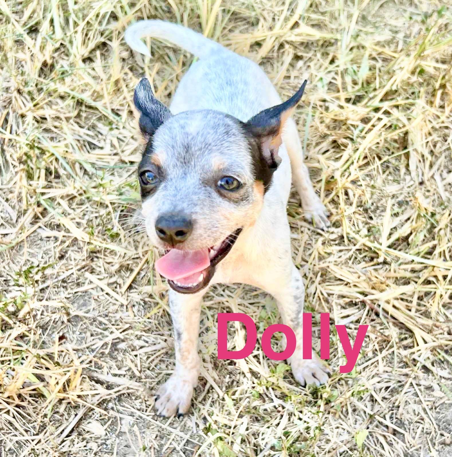 Dolly