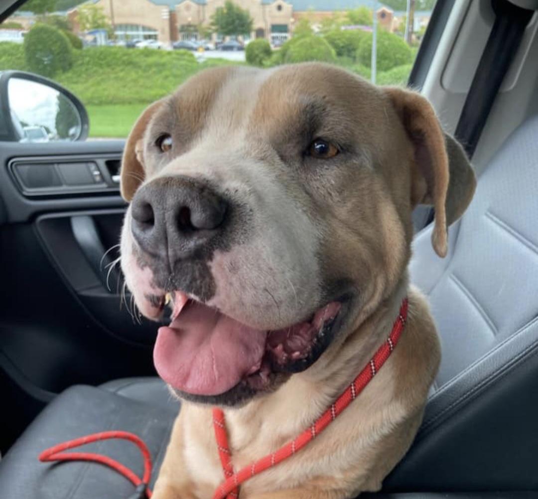 Mikey Miko, a Adoptable mixed breed in Roswell, GA image 1/3