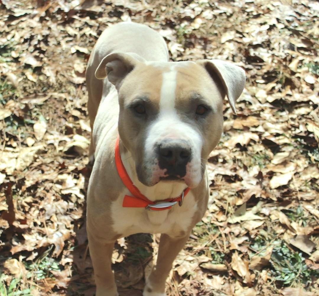 Mikey Miko, a Adoptable mixed breed in Roswell, GA image 2/3