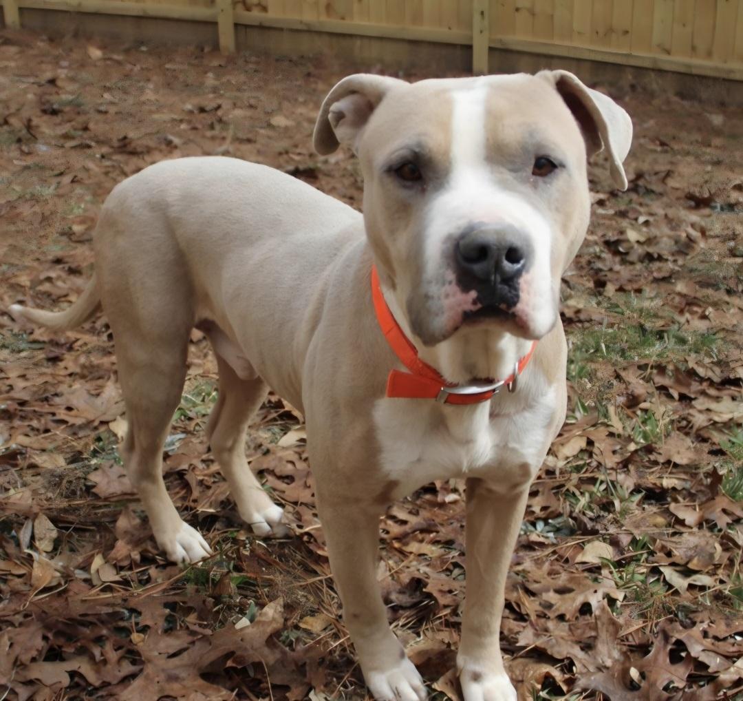 Mikey Miko, a Adoptable mixed breed in Roswell, GA image 3/3