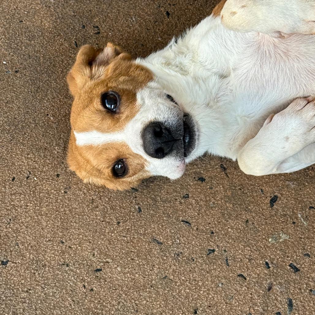 Bastian 22050 — thumbnail 2