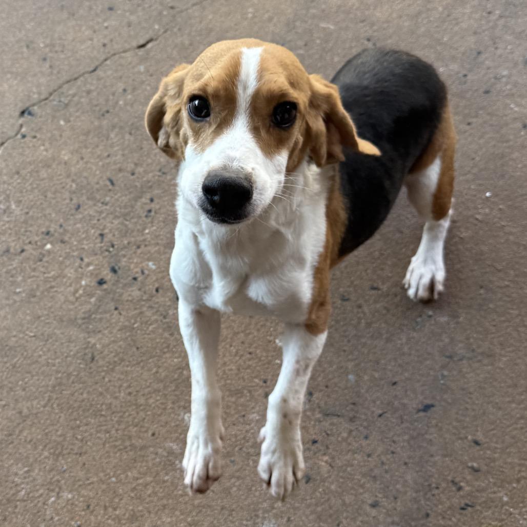 Bastian 22050 — thumbnail 6