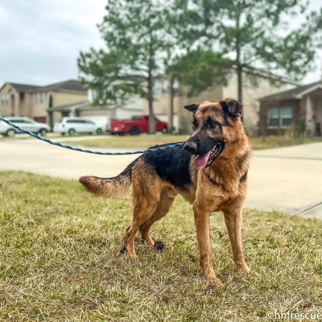 Enlarge Jaeger, a Adoptable mixed breed in Houston, TX image 1/6