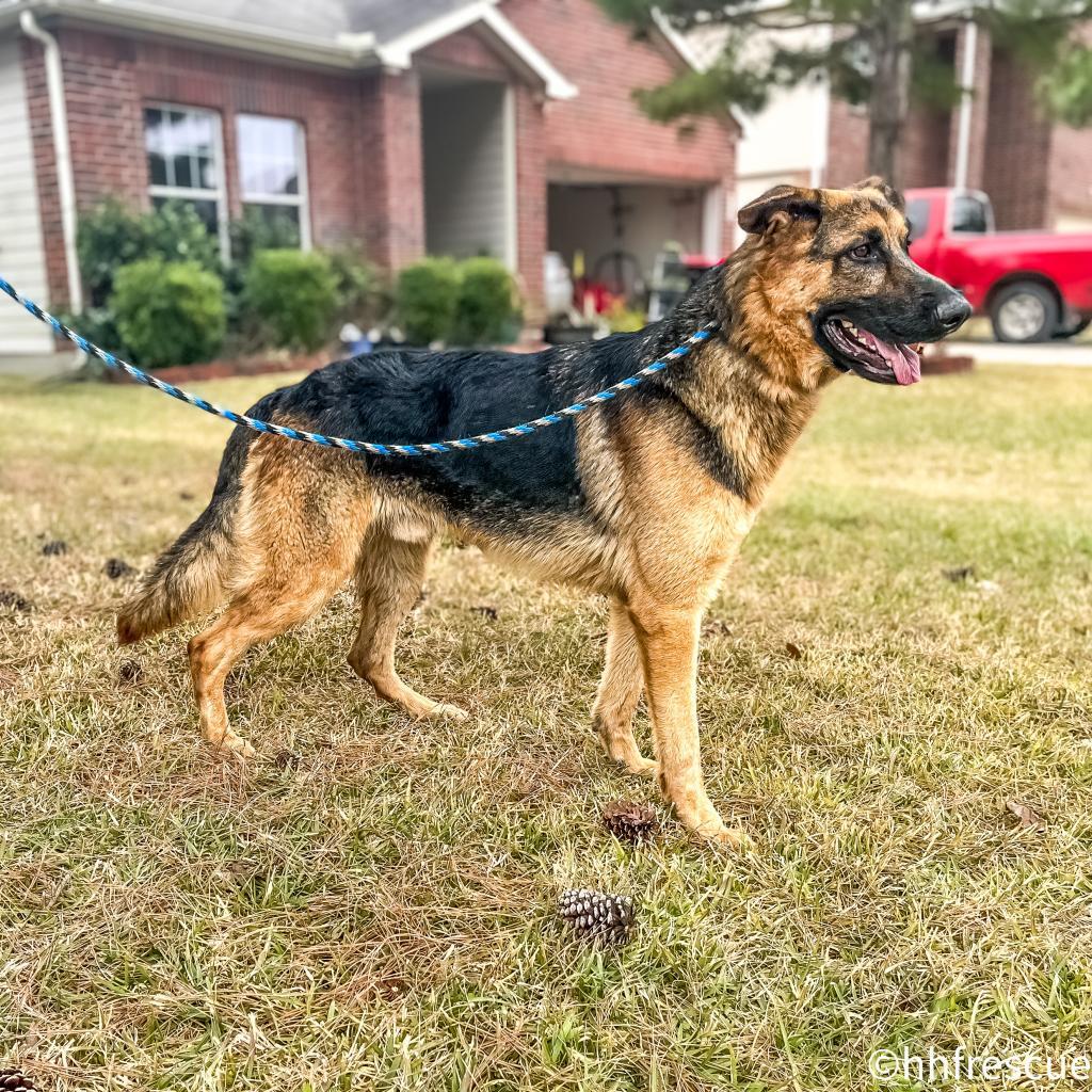 Enlarge Jaeger, a Adoptable mixed breed in Houston, TX image 2/6