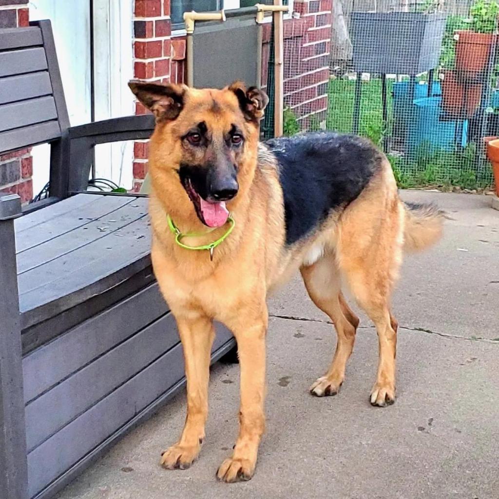 Enlarge Jaeger, a Adoptable mixed breed in Houston, TX image 3/6