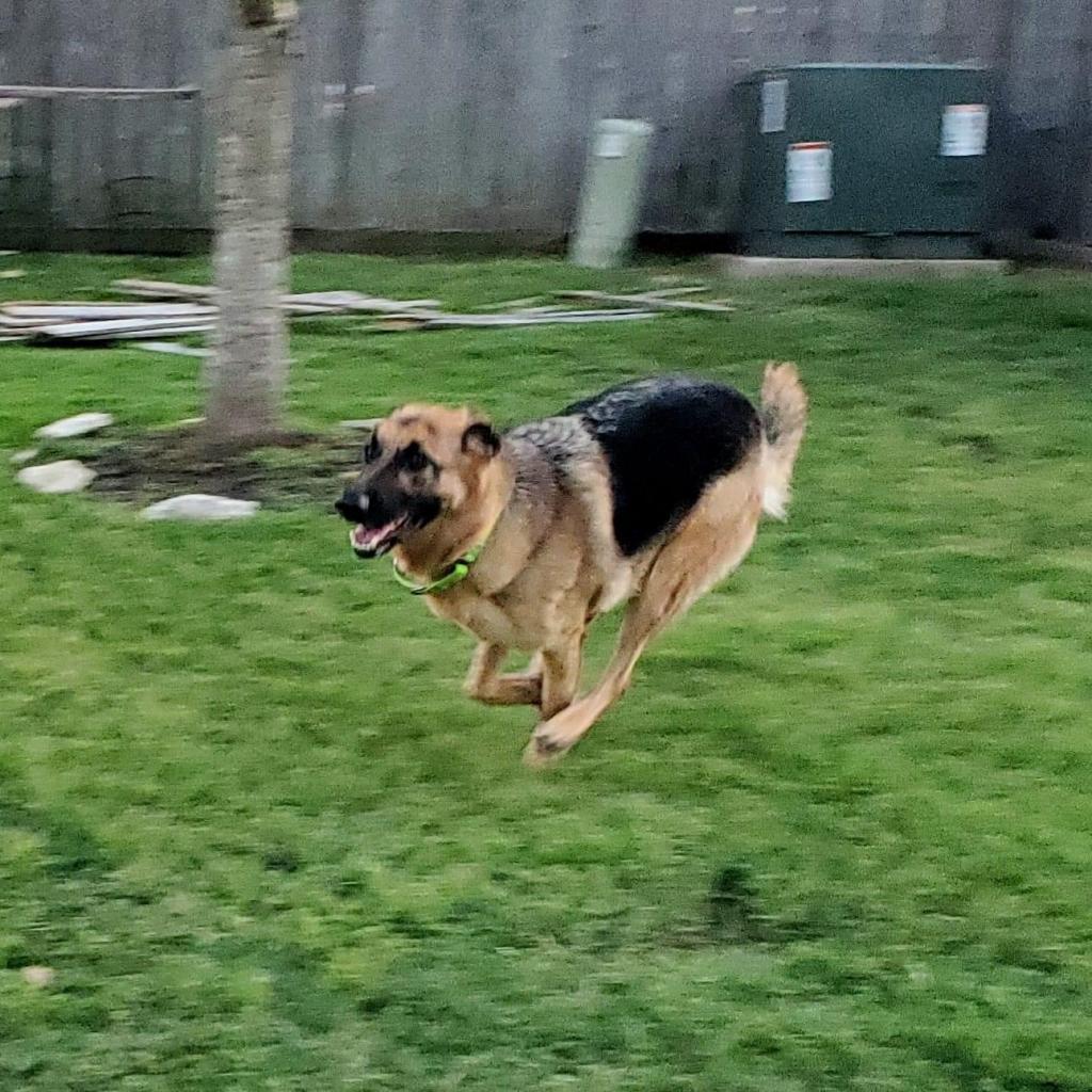 Enlarge Jaeger, a Adoptable mixed breed in Houston, TX image 4/6